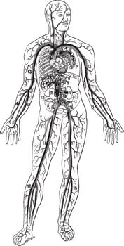 Blood vessels, vintage engraving. vector