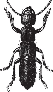 Fig 11. Ocipus Hymenoptera, vintage engraving. vector
