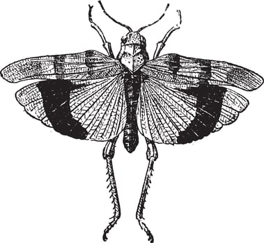 Fig 9. Acrid. Coleopteres, vintage engraving. vector