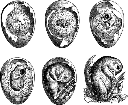 Development of a Chicken Egg, vintage engraving vector