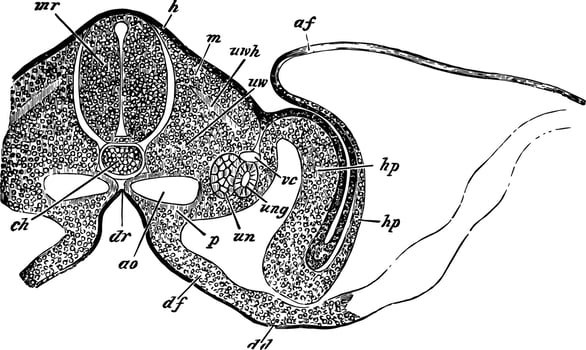 Transverse Section of an Embryo Chick, vintage illustration. vector