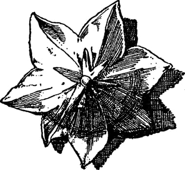Blue-Bell Flower is used as an ornament design in flat forms, vintage engraving. vector