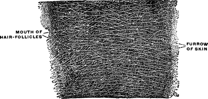Furrows of the Skin, vintage illustration. vector
