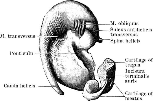 Inner Surface of Pinna Cartilage, vintage illustration. vector