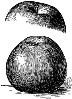 Baldwin Apple vintage illustration. vector