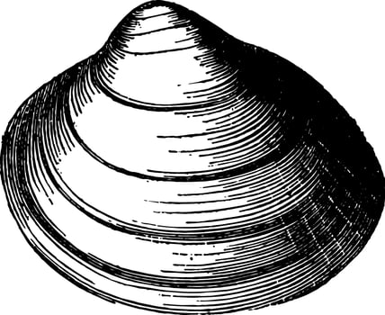 Cardium Groenlandicum vintage illustration. vector