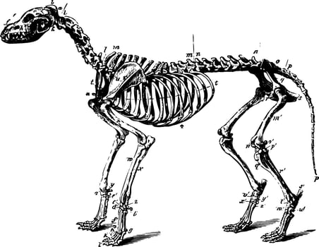 Skeleton of a Dog vintage illustration. vector