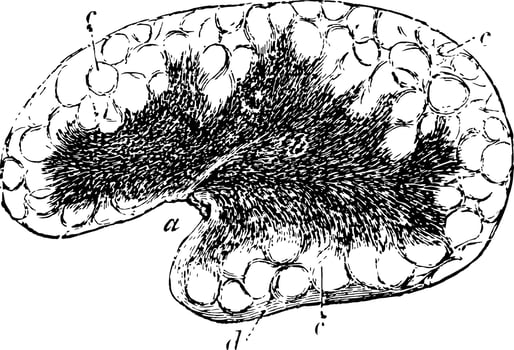 Mesenteric Gland vintage illustration. vector