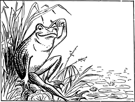 Frog Sitting on Bank and Scratching Head vintage illustration vector