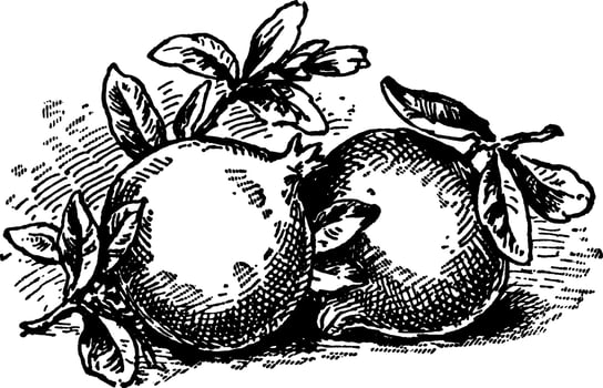 Pomegranates vintage illustration. vector