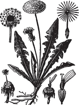 Dandelion vintage illustration. vector