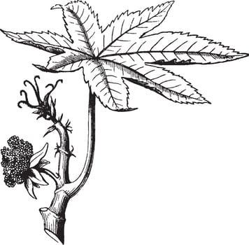 Castor-oil plant vintage illustration. vector