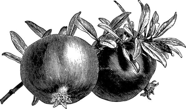 Pomegranate vintage illustration. vector