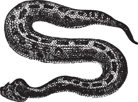 Puff adder, vintage illustration. vector