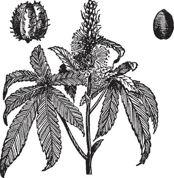 Castor Oil Plant vintage illustration. vector