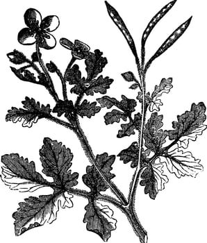 Greater Celandine vintage engraving vector