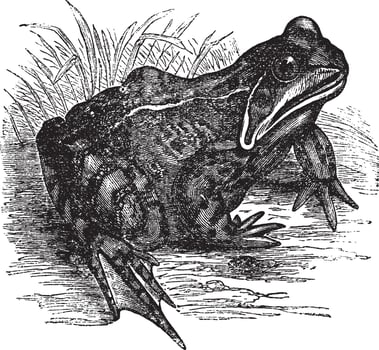 European common frog or Rana temporaria vintage engraving vector