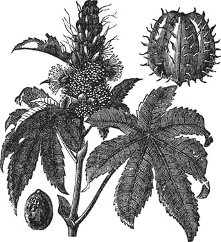 Castor oil plant or Ricinus communis vintage engraving vector
