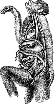 Digestive tract, vintage engraving. vector