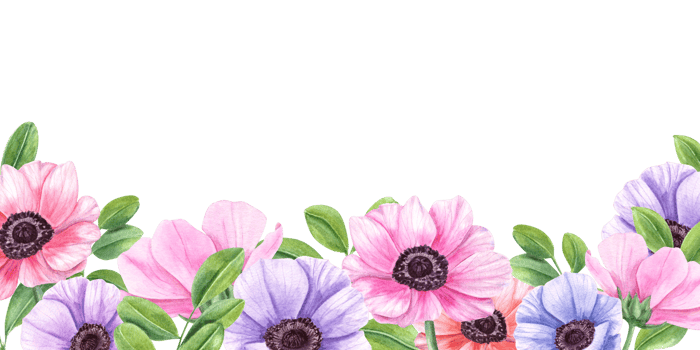 Floral banner with multicolored anemone flower and green leaves. Clitoria, acacia or tea leaf. Wind flowers. Watercolor illustration. Space for text. Greeting card for holiday, logo, package png