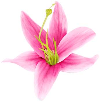 PINK FLOWER ISOLATED png