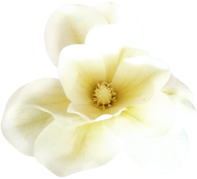 ISOLATED YELLOW FLOWER. BEAUTIFUL FLOWER WITH HINTS OF YELLOW AND AROMA OF VANILLA AND FRESH AND CLEAN GARDEN. png