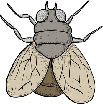 handdrawn of fly on white vector