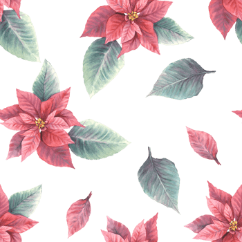 Watercolor painted illustration of red poinsettia, pulcherrima flowers, leaves seamless pattern. Traditional plant for Christmas or New Year decor, gift wrapping, cover art. png