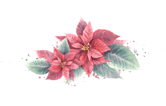 Watercolor painted compositions from red Poinsettia, Pulcherrima flowers, leaves with aquarelle splashes. Plant for Christmas or New Year card, winter holiday celebrate print png