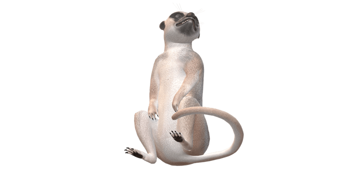 Meerkat isolated on a Transparent Background png
