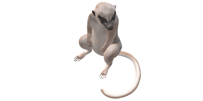 Meerkat isolated on a Transparent Background png
