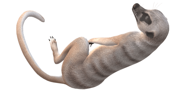 Meerkat isolated on a Transparent Background png