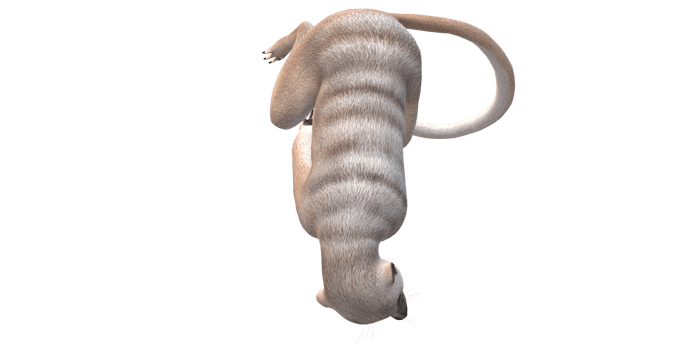 Meerkat isolated on a Transparent Background png