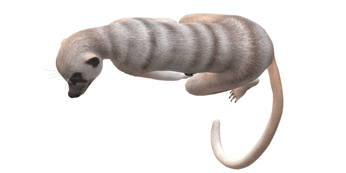Meerkat isolated on a Transparent Background png