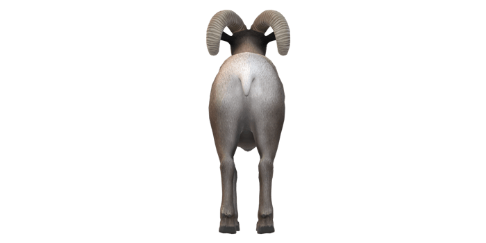 Ram isolated on a Transparent Background png
