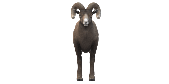 Ram isolated on a Transparent Background png