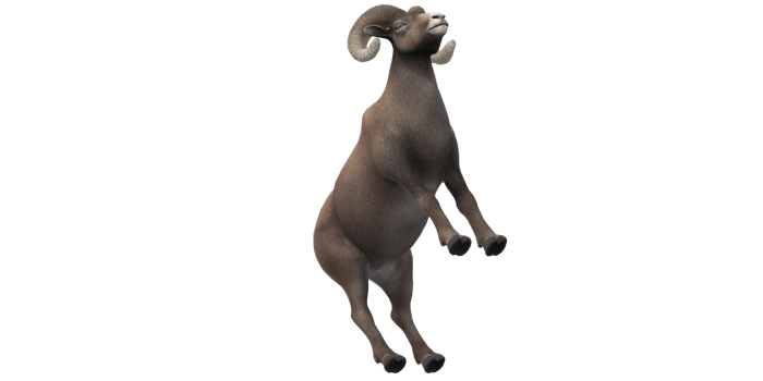Ram isolated on a Transparent Background png