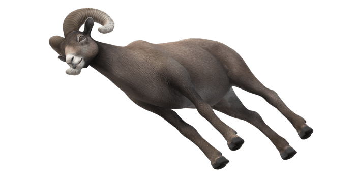 Ram isolated on a Transparent Background png