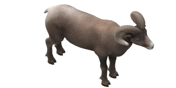 Ram isolated on a Transparent Background png