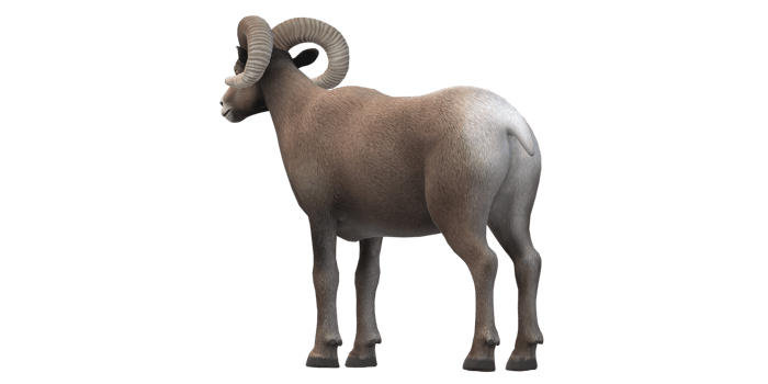 Ram isolated on a Transparent Background png
