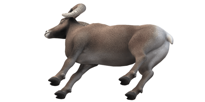 Ram isolated on a Transparent Background png