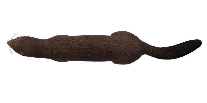 Mink isolated on a Transparent Background png