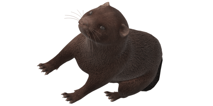Mink isolated on a Transparent Background png