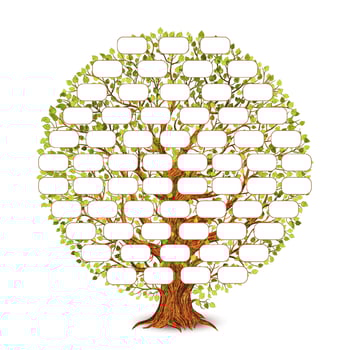 Vintage style family tree template for retro design. Genealogy and pedigree. Vector illustration.