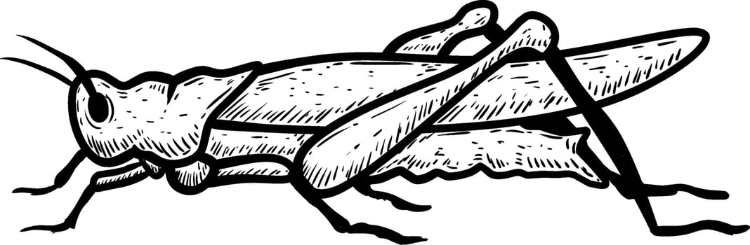 sketch grasshopper insect animal on white vector