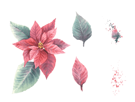 Watercolor painted set of red Poinsettia, Pulcherrima flowers, leaves with aquarelle splashes Traditional plant for Christmas or New Year card, winter holiday celebrate print png