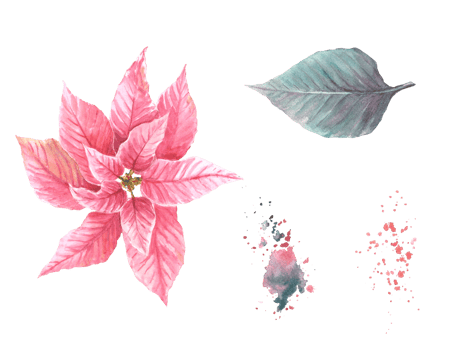 Watercolor painted set of pink red Poinsettia, Pulcherrima flowers, leaves with aquarelle splashes. Traditional plant for Christmas or New Year decor, winter celebrate print. png