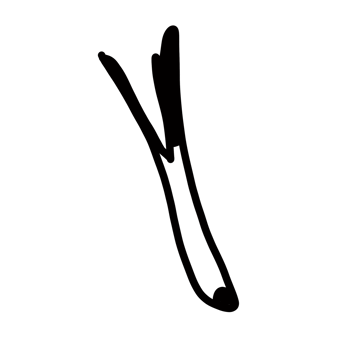 lemongrass Hand drawn organic line doodle png