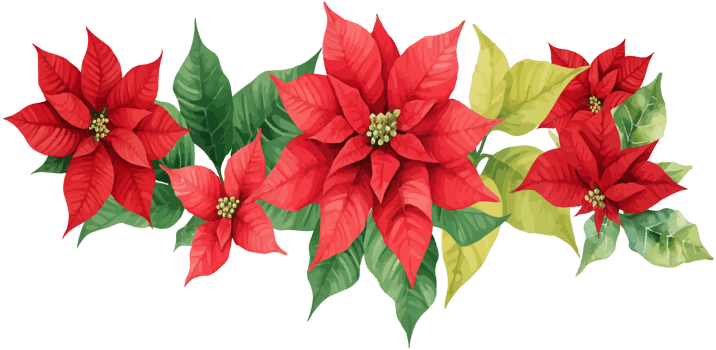 Christmas red poinsettia flower with leaves png