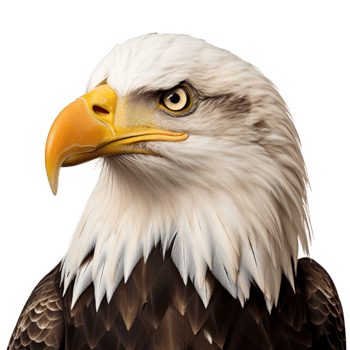 AI generated american bald eagle on transparent background PNG image